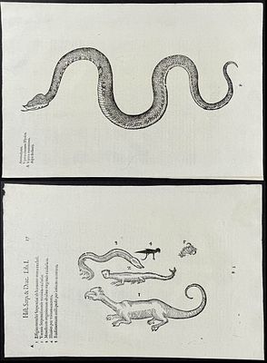 Aldrovandi - 3 Pages with Snakes or Serpents, and Quadruped Monstrosity. This extraordinarily