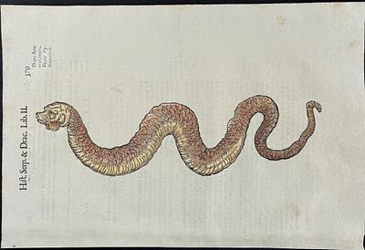 Aldrovandi - Serpent or Snake. This extraordinarily rare, first edition, folio engraving is from