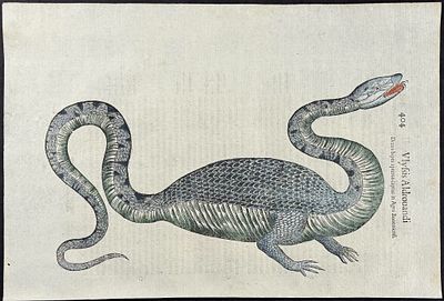 Aldrovandi - Lizard Monster. This extraordinarily rare, first edition, folio engraving is from