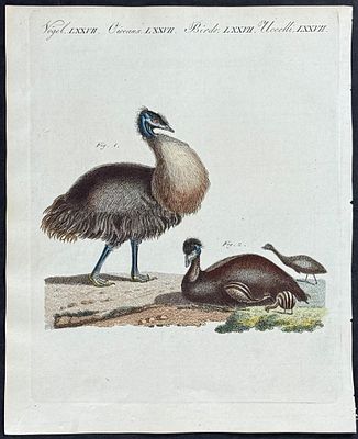 Bertuch, Australia - Emu. 77. This attractive originally hand-colored engraving is from