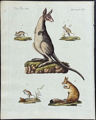 Bertuch, Australia - Kangaroo. 21. This attractive originally hand-colored engraving is from