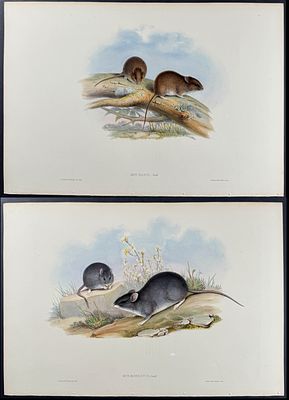 Gould, Australia - 6 Rat Lithographs. Included in this lot: Little Rat Tawny Rat White-footed