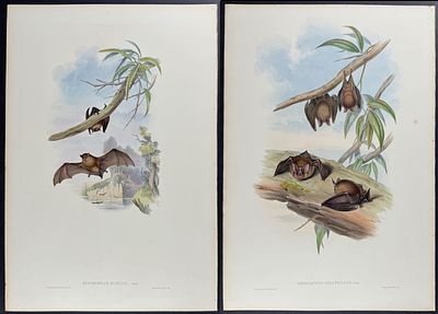 Gould, Australia - 4 Bat Lithographs. Included in this lot: Chocolate Bat Great-leaved