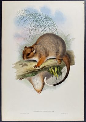 Gould, Australia - Woolly Phalanger. This remarkable, originally hand-colored folio lithograph