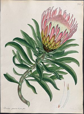 Andrews - Smooth-leaved Shewy Protea. 277. This wonderful, scarce botanical engraving is from 