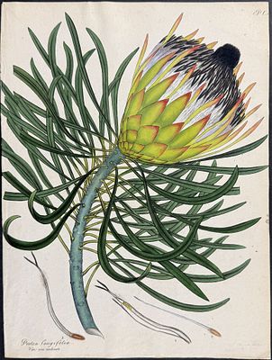 Andrews - Long-leaved Protea. 144. This wonderful, scarce botanical engraving is from Henry 