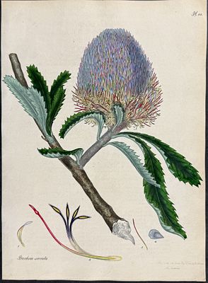 Andrews, Australia - Sawed-leaved Banksia. 82. This wonderful, scarce botanical engraving is 