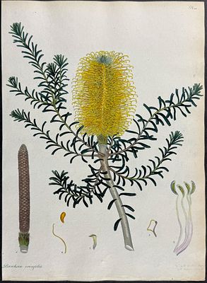 Andrews, Australia - Heath-leaved Banksia. 166. This wonderful, scarce botanical engraving is 