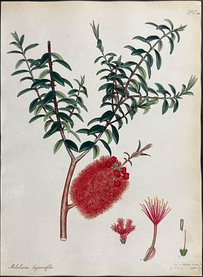 Andrews, Australia - St. John's-wort-leaved Melaleuca. 200. This wonderful, scarce botanical 