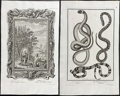 Scheuchzer - 13 Engravings of Serpents or Snakes. This fascinating, folio engraving is from 