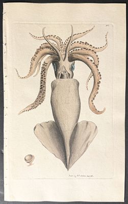 Shaw & Nodder - Calamary or Squid. 363. The Naturalist's Miscellany was a monumental 24-volume 