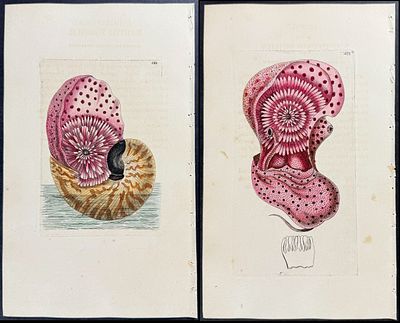 Shaw & Nodder - Pair of Nautilus Pomipilius Engravings. The Naturalist's Miscellany was a 