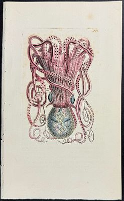 Shaw & Nodder - Granulated Cuttle Fish (Octopus or Squid). 780. The Naturalist's Miscellany was 