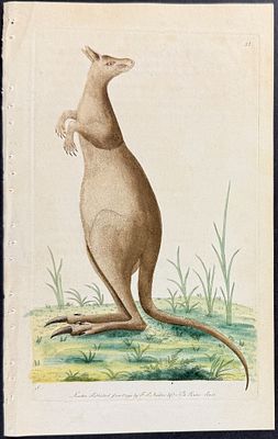 Shaw & Nodder, Australia - Great Kangaroo. 33. The Naturalist's Miscellany was a monumental 