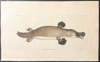 Shaw & Nodder, Australia - Pair of Duck-billed Platypus Engravings. The Naturalist's Miscellany 