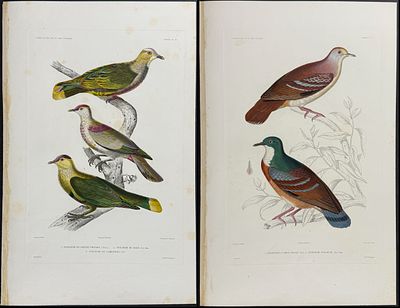 Dumont - Pair of Engravings of Pigeons or Doves. This originally hand-colored, folio engraving 