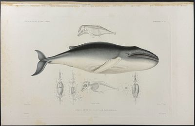 Dumont - Whale. 24. This originally hand-colored, folio engraving is from Jules Sebastien Cesar 