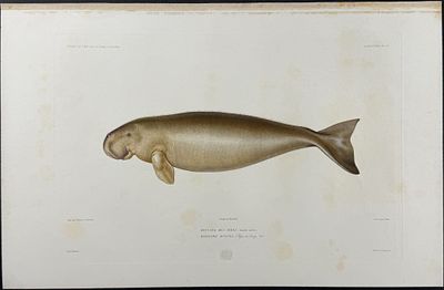 Dumont - 3 Engravings of Manatee. This originally hand-colored, folio engraving is from Jules 