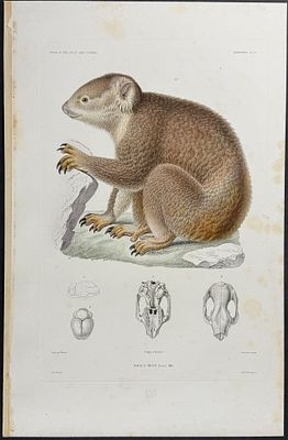 Dumont - Pair of Engravings of Koala. This originally hand-colored, folio engraving is from 
