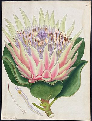 Andrews - Artichoke-like-flowered Protea. This wonderful, scarce botanical engraving is from 