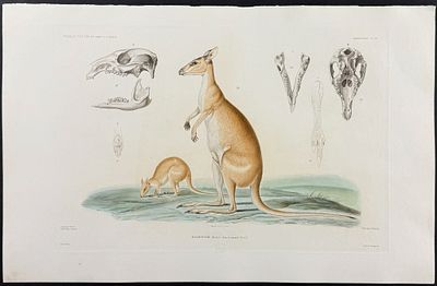 Dumont - Kangaroo (Halamture Agile) [Australia or New Holland]. 19. This originally hand-colored 