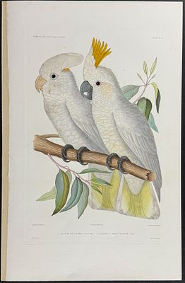Dumont - White Cockatoo. 26. This originally hand-colored, folio engraving is from Jules 