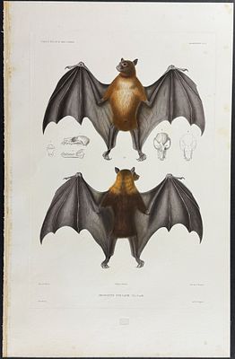 Dumont - Bats. 5. This originally hand-colored, folio engraving is from Jules Sebastien Cesar 