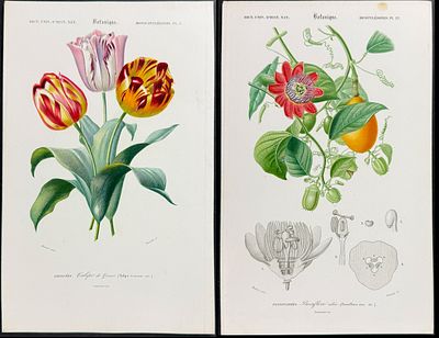 D'Orbigny - 10 Botanical Engravings. This originally hand-colored, natural history plate is from 