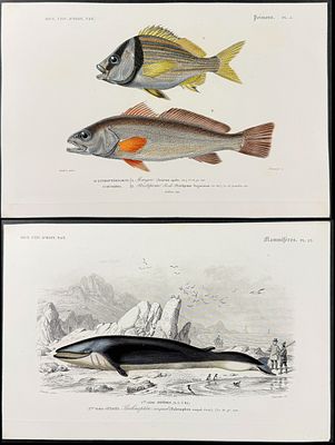 D'Orbigny - 6 Engravings of Fish & Whale. This originally hand-colored, natural history plate is 