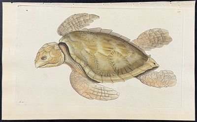 Shaw & Nodder - Imbricated Tortoise. 287. The Naturalist's Miscellany was a monumental 24-volume 
