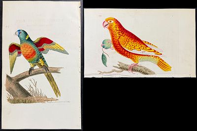 Shaw & Nodder - Pair of Parrot Engravings. Included in this lot: Red-breasted Parrakeet. 917 