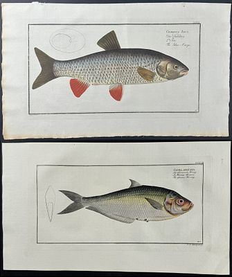 Bloch, Folio - 6 Fish Engravings. Included in this lot: Deep-water-Fish. 403 Scad - Scomber 