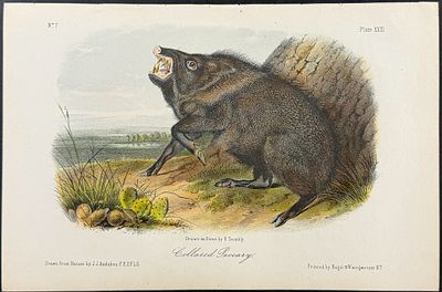Audubon - Collared Peccary. 31. This octavo lithograph is from John James Audubon's The 