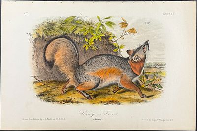 Audubon - Gray Fox. 21. This octavo lithograph is from John James Audubon's The Quadrupeds of 