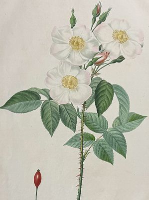 Redoute, Folio - Rose - Rosa Damascena subalba. 20. This outstanding rose engraving is from 