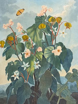 Thornton, Folio - The Oblique-leaved Begonia. This dramatic large folio botanical engraving is 