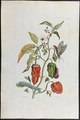 Merian, Folio - Peppers & Moth Metamorphosis. 55. This exquisite hand-colored folio engraving is 