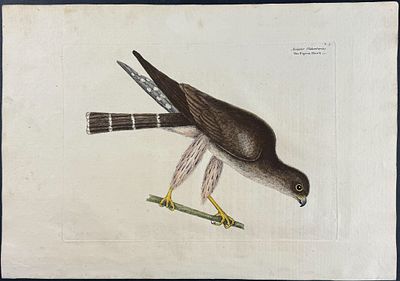 Catesby, First Ed - Pigeon Hawk. 1-3. We are pleased to offer this folio engraving from Mark 