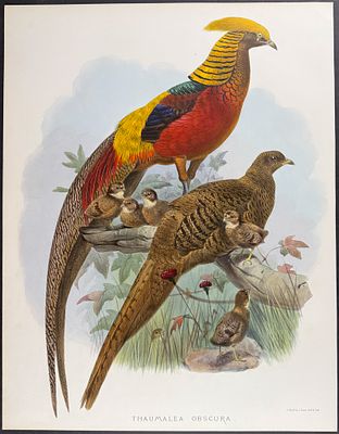 Elliot - Black-throated Golden Pheasant. This stunning, originally hand-colored folio lithograph 