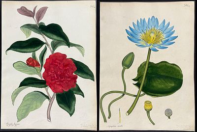 Andrews - 11 Botanical Prints. This wonderful, scarce botanical engraving is from Henry 