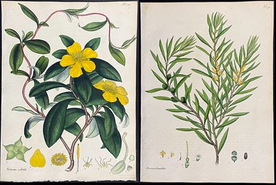 Andrews - 9 Australian Botanical Prints. This wonderful, scarce botanical engraving is from 