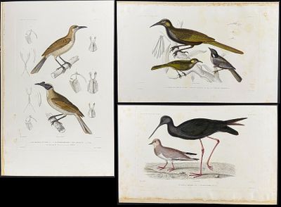 Dumont - 6 Bird Engravings. This originally hand-colored, folio engraving is from Jules 