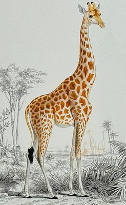 D'Orbigny - Giraffe. This originally hand-colored, natural history plate is from Charles 