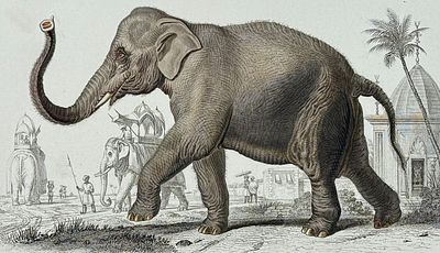 D'Orbigny - Elephant. This originally hand-colored, natural history plate is from Charles 