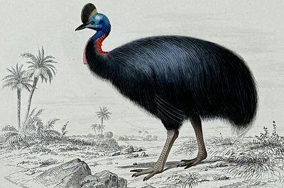 D'Orbigny - Cassowary. This originally hand-colored, natural history plate is from Charles 