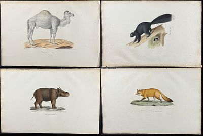 Saint-Hilaire - 9 Quadruped Engravings (Lion, Rhinoceros, Camel, Fox, Gennet, Squirrels). This 