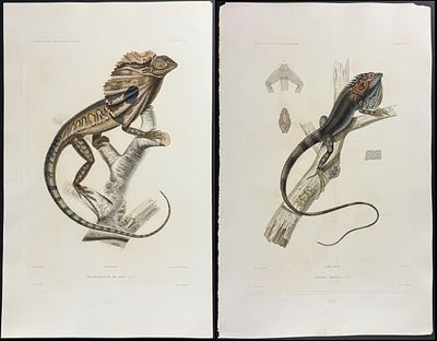 Dumont - Pair of Lizard Engravings. This originally hand-colored, folio engraving is from Jules 
