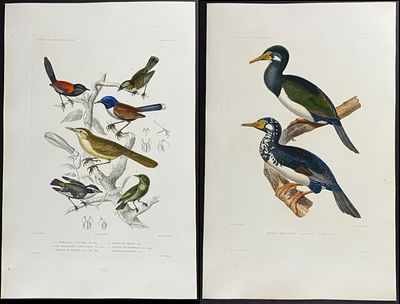 Dumont - 3 Bird Engravings (Cormorant). This originally hand-colored, folio engraving is from 