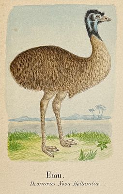 Original Watercolor of Emu (Native to Australia). This lovely original watercolor was done in 