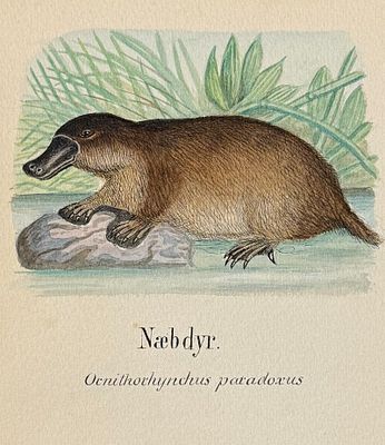 Original Watercolor of Platypus (Native to Australia). This lovely original watercolor was done 